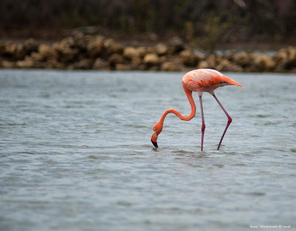 Dream Of The Green Flamingo Willibrordus Extérieur photo